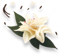 basic vanilla